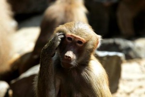 monkey decision