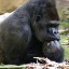 ape stubborn