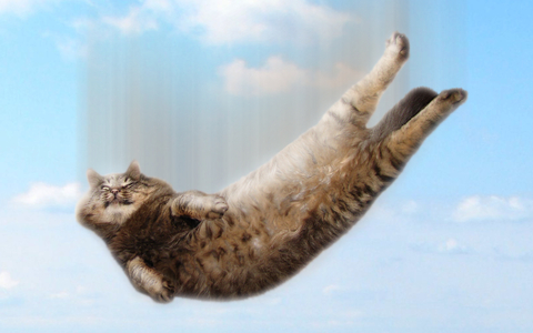 funny flying cat