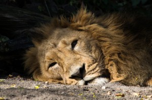sleepy lion