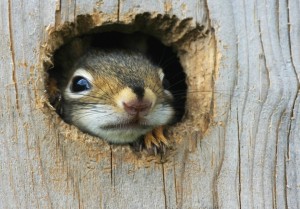 Anxious Squirrel 889x622