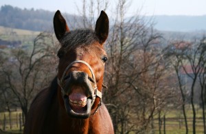 funny horse