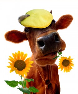 funny-cow-250x300